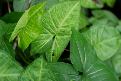 Close-up of green leaves