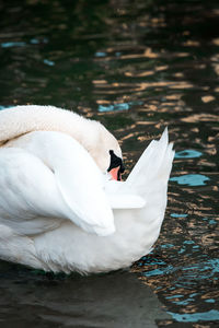 White swan floating on lake