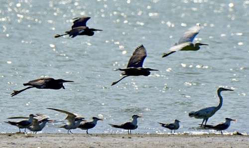 Herons and terns all together in group bird photos