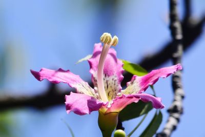 Close-up of pink day lily blooming outdoors