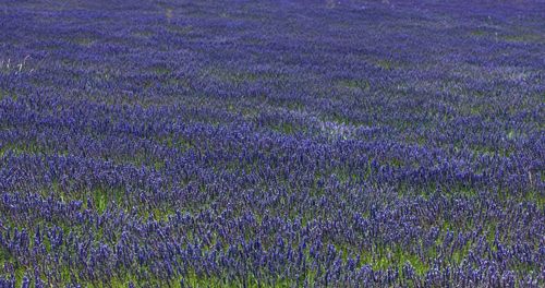 Full frame shot of purple flowering plants on field