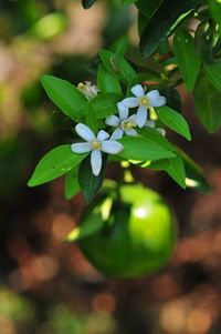 Close-up of fruits growing on tree