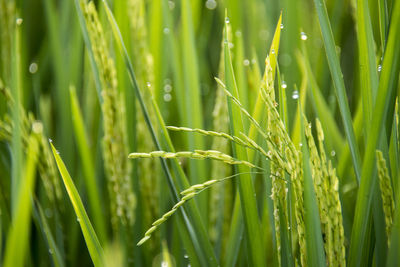 Close-up of wet grass growing on field