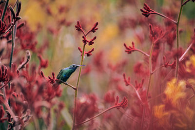 Bird perching on a plant