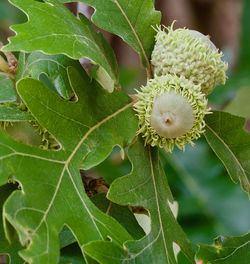 Close-up of green plant