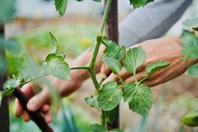 Close-up of green leaves on plant