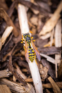 Close-up of insect on wood