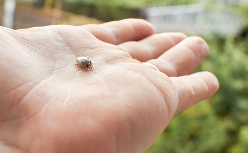 Close-up of insect on hand