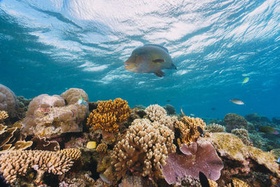 Cheilinus undulatus, maori wrasse humphead fish in australia