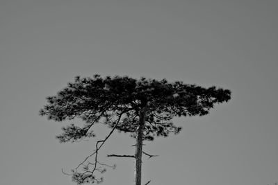 Low angle view of silhouette tree against clear sky