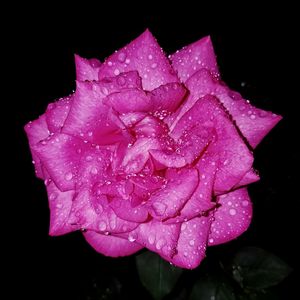 Close-up of water drops on pink rose