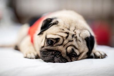 Close-up portrait of a dog resting