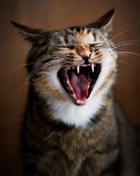 Close-up of cat yawning