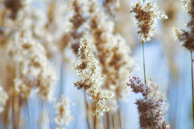 Close-up of flowers growing in field