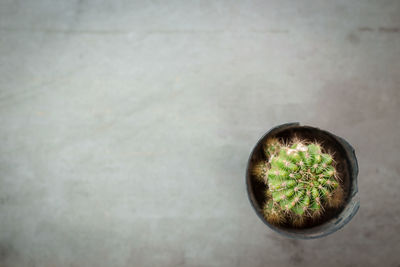 High angle view of succulent plants on wall