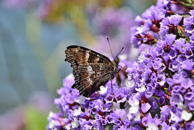 Close-up of butterfly pollinating on purple flower