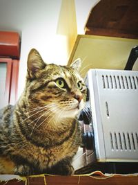 Close-up of a cat looking away