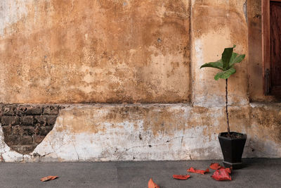 Potted plant against wall