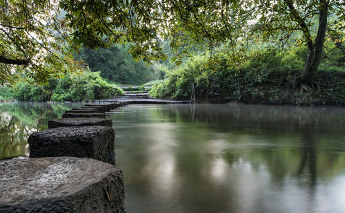 Scenic view of river amidst trees in forest against sky