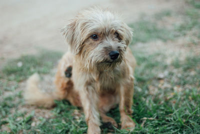 Portrait of dog sitting on field