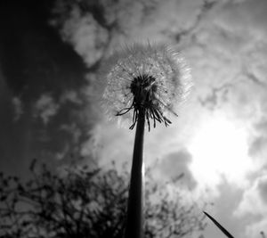 Close-up of dandelion against sky