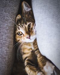 Portrait of tabby cat on sofa