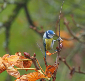 Close-up of bird perching on branch