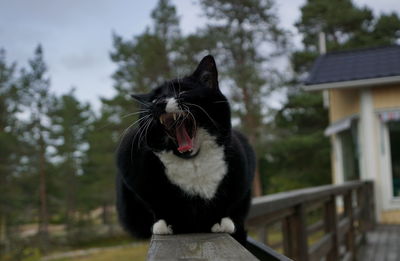 Close-up of a cat yawning