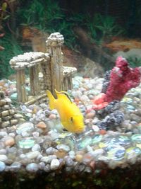 Close-up of fish swimming in aquarium