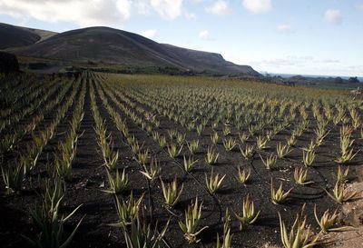 Aloe vera plants growing on farm