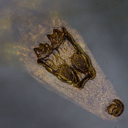 Close-up of turtle in water