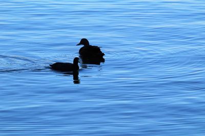 Silhouette bird on lake against sky