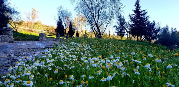 Flowers blooming on field against sky