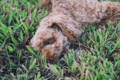 Close-up of dog on field