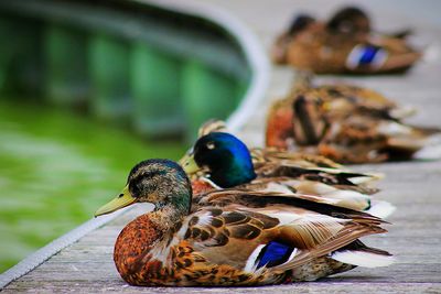 Ducks resting at waterfront