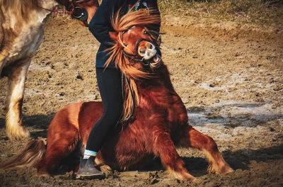 Horse standing in a field