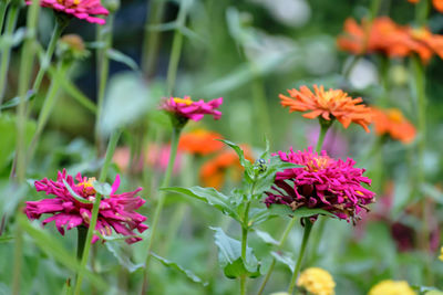 Close-up of pink flowers blooming in park