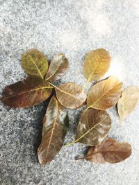 Close-up of dry maple leaf on white surface