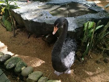 High angle view of duck swimming in lake