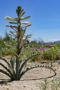 Close-up of flower tree against sky