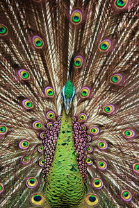 Close-up of peacock