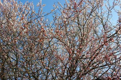 Low angle view of cherry tree against blue sky