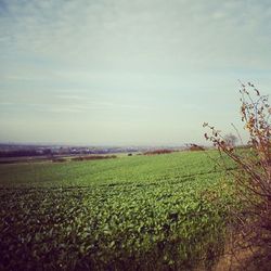 Scenic view of field against sky