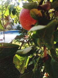 Close-up of fruits hanging on tree