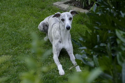 Dog on field