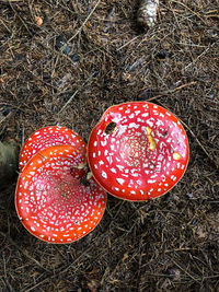 High angle view of fly agaric mushroom on field