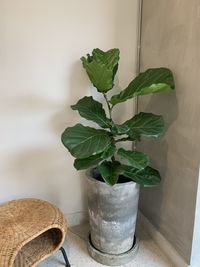 Close-up of potted plant on table