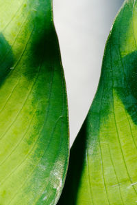 Close-up of butterfly on leaf