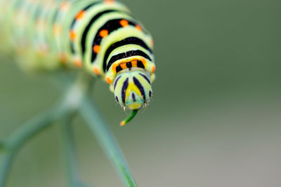 Different views and details of the papilio machaon butterfly caterpillar on a fennel plant