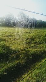 Scenic view of grassy field against sky